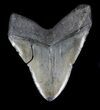 Large, Megalodon Tooth - South Carolina #36241-2